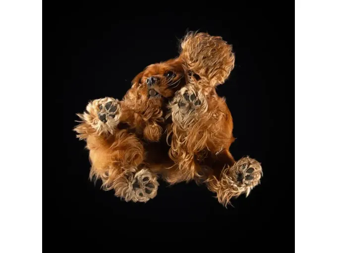 Ticket Photo Event Luxembourg