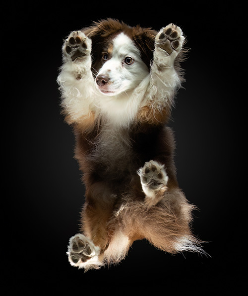 information_dog-02