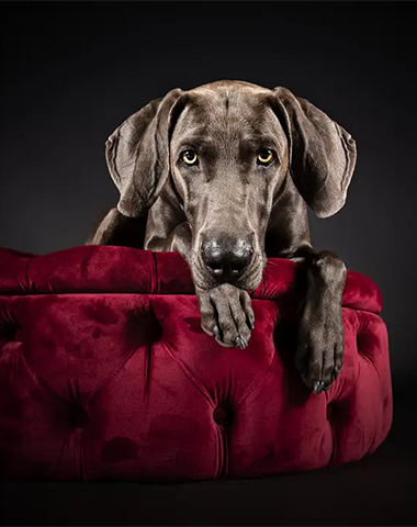 Vancouver Dog Photo Event