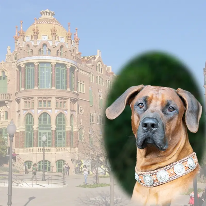 All in one Fotoevent Brcelona