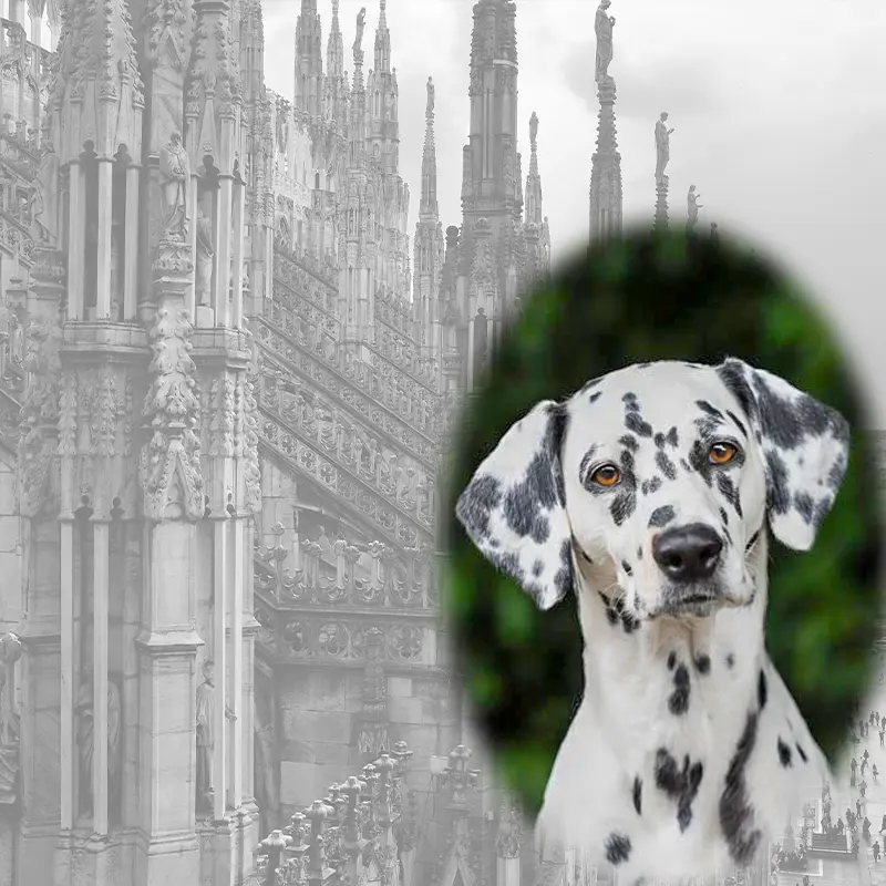 All in one Fotoevent Milano